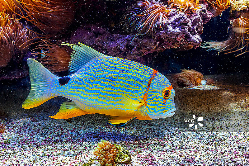 水族馆里五颜六色的珍奇鱼图片素材