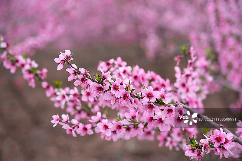 春天里盛开的桃花图片素材