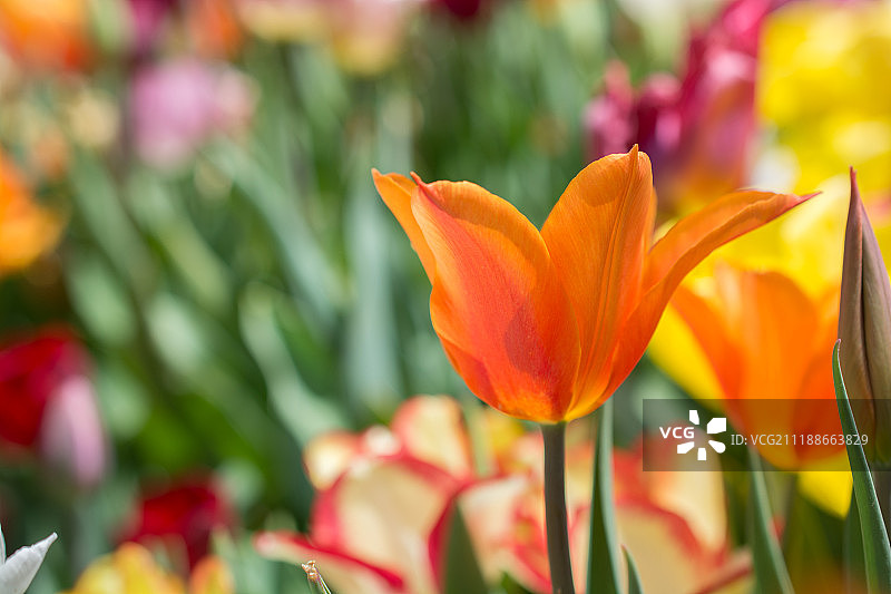 五颜六色的郁金香花在花园里绽放图片素材