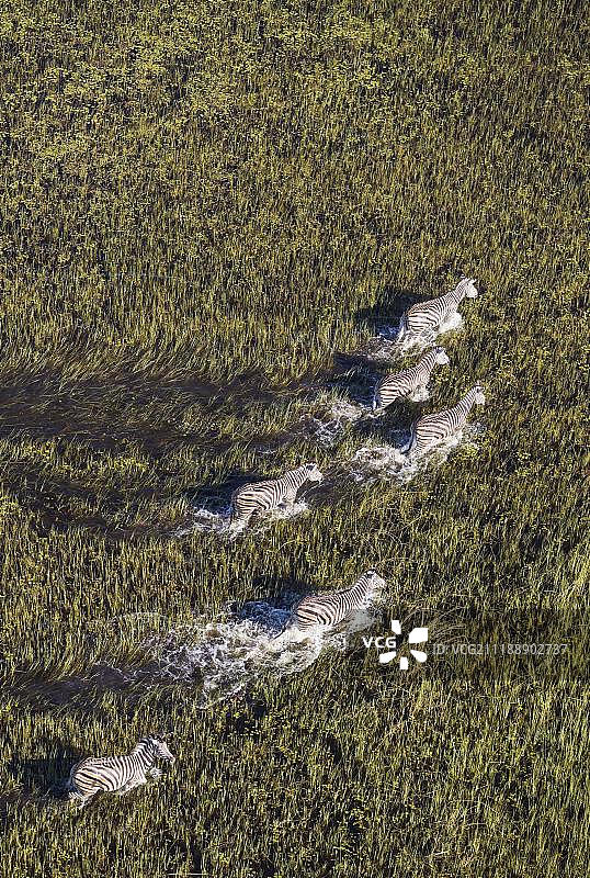 波切尔斑马(伯切利斑驴)，漫步在淡水沼泽，鸟瞰图，奥卡万戈三角洲，莫雷米保护区，博茨瓦纳，非洲图片素材