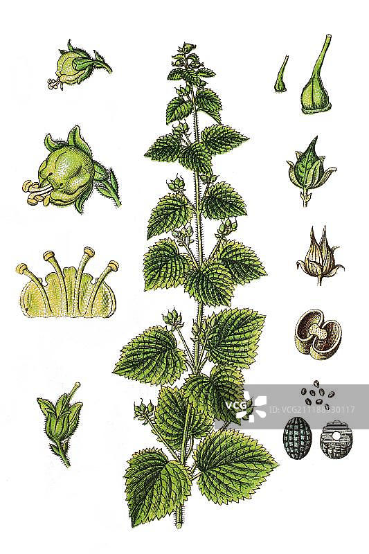 黄金参，药用植物，有用植物，色板印刷术，1888年图片素材