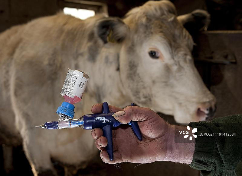 养牛业，带注射器的农民，Bovilis BTV8疫苗，蓝舌病疫苗接种，英国，兰开夏，英国，欧洲，四月图片素材