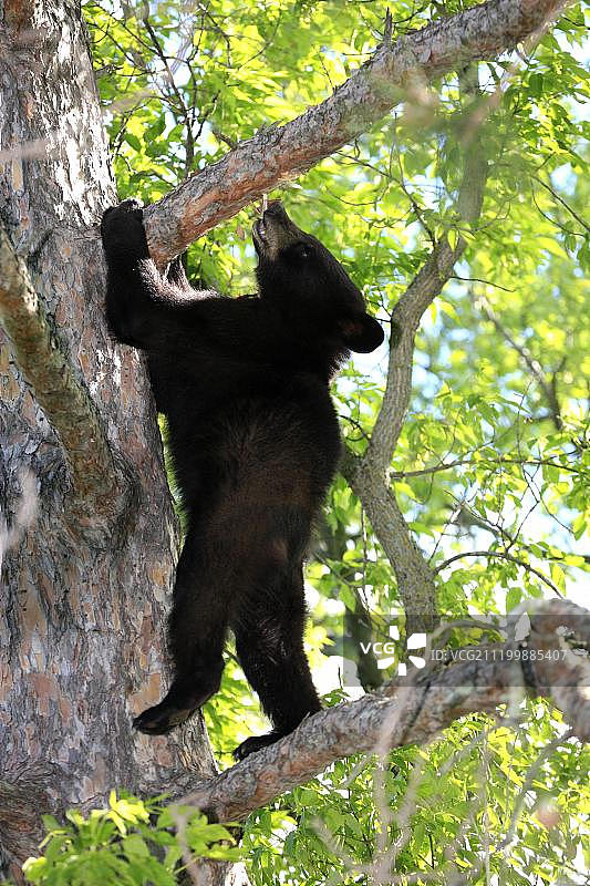 美国黑熊(Ursus americanus)，幼崽，爬松树，以树皮为食，美国明尼苏达州图片素材