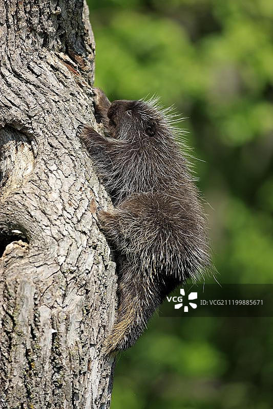 北美豪猪，幼，爬在树干上，美国明尼苏达州，美国图片素材