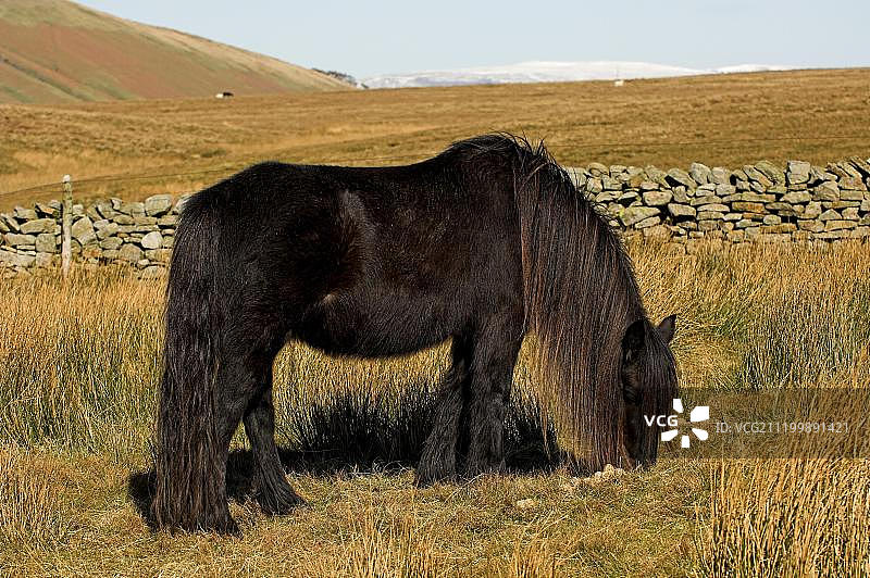 戴尔斯小马，成年，放牧在荒野，约克郡，英格兰，欧洲图片素材