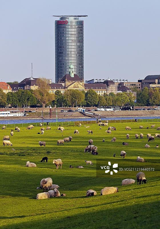 欧洲德国，北莱茵-威斯特伐利亚杜塞尔多夫的莱茵草地上，Ergo总部的高层建筑和羊群图片素材