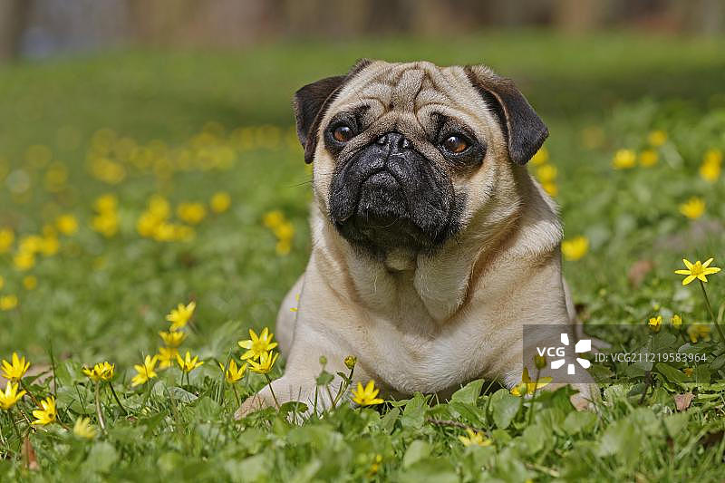 欧洲德国石勒苏益格-荷尔斯泰因州野花草地上的哈巴狗图片素材