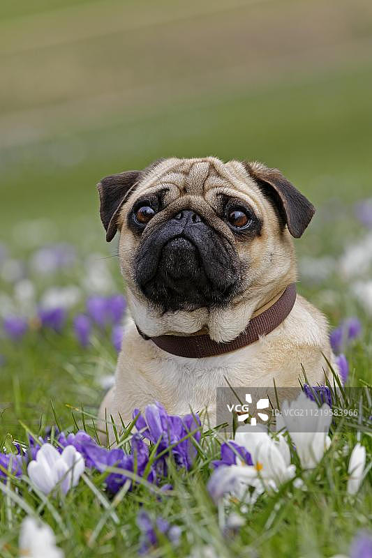欧洲德国石勒苏益格-荷尔斯泰因的番红花草地上的哈巴狗图片素材