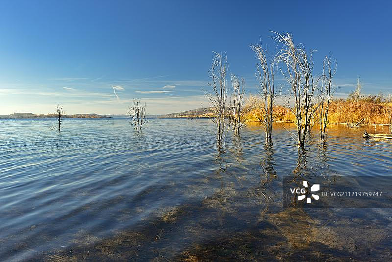在秋天，盖泽尔塔西与死树在水，湖从复垦矿区，穆申，萨克森-安哈尔特，德国，欧洲图片素材
