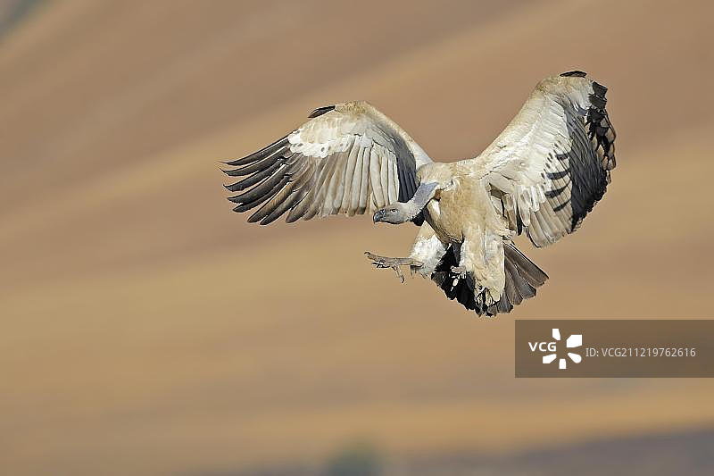 飞行中的角秃鹰，巨人城堡国家公园，纳塔尔，南非，非洲图片素材