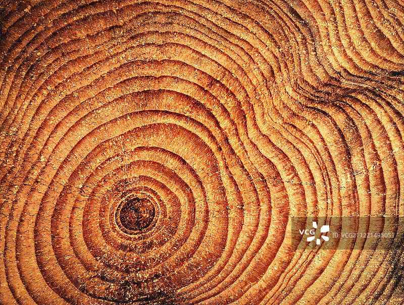 云杉木材上的环形环图片素材