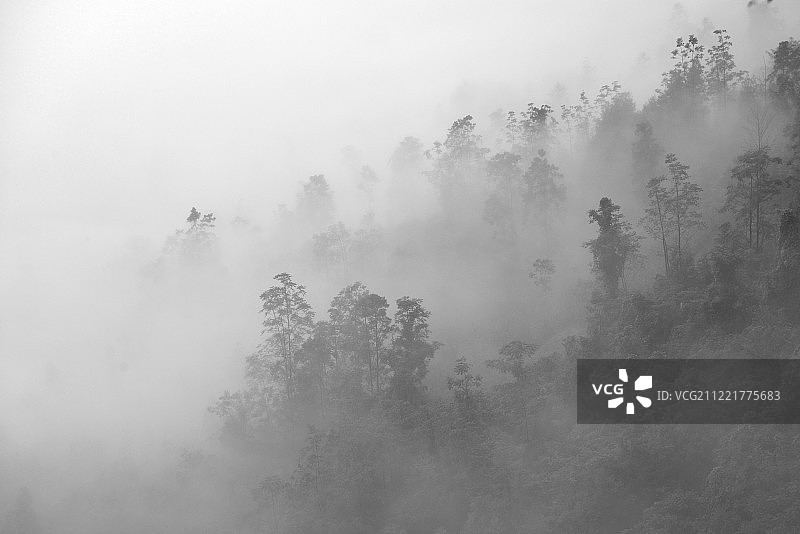 森林在雾天的观点图片素材