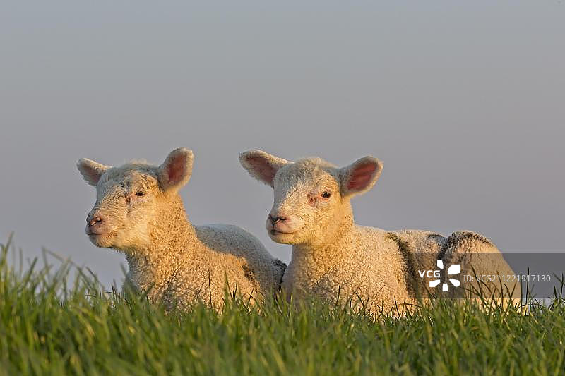绵羊、羔羊、Westerhever、Westerhever、Eiderstedt、北弗里斯兰、石勒苏益格-荷尔斯泰因、德国北部、德国、欧洲图片素材