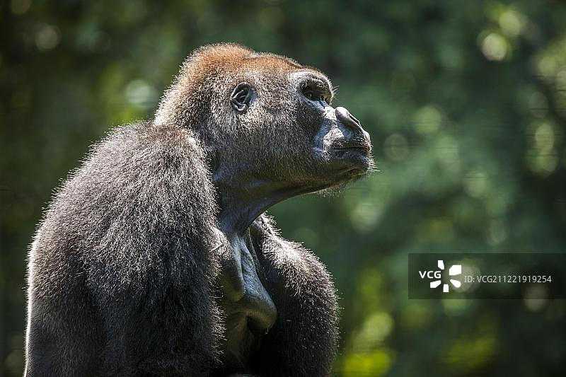 西部低地大猩猩(大猩猩)，雄性，圈养，灵长类动物保护区，林贝，非洲喀麦隆西南地区图片素材