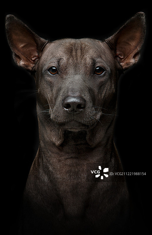美丽的年轻泰国脊背狗在黑色的背景图片素材