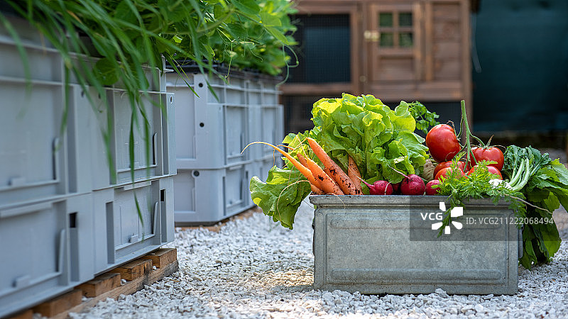 满满一箱新鲜收获的蔬菜自家种植的有机农产品概念可持续农场图片素材