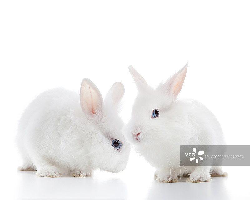两个白色的兔子图片素材