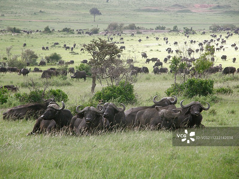 非洲水牛，肯尼亚-马赛马拉图片素材