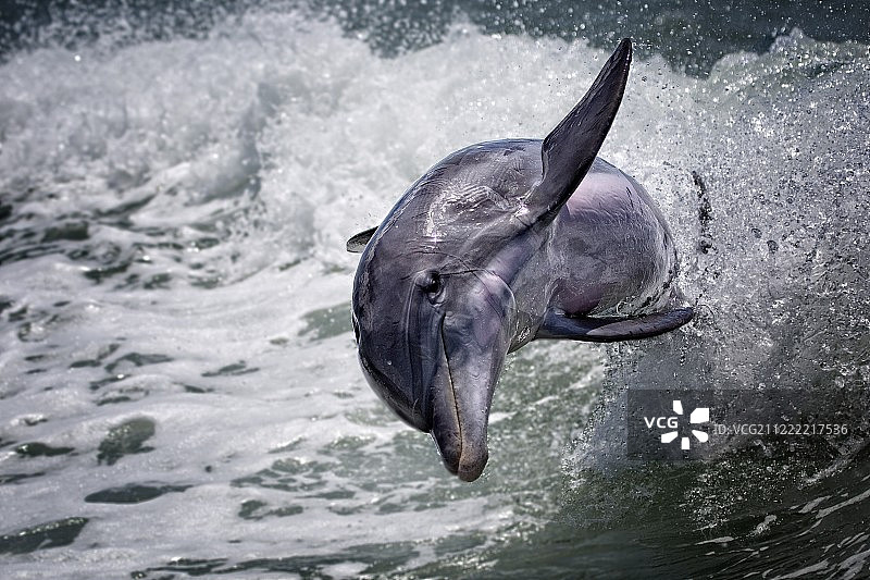 海豚跳出水面图片素材