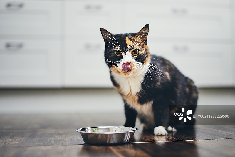 饥饿的猫在家厨房图片素材
