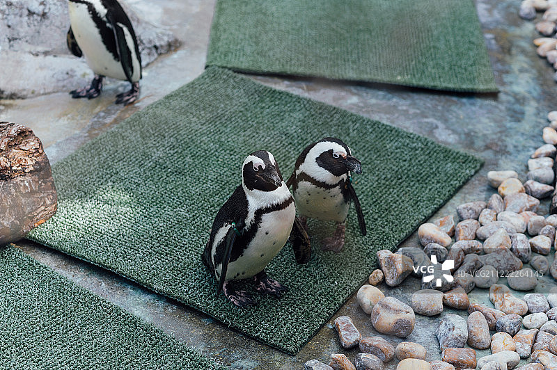 绿地毯上的一对企鹅图片素材