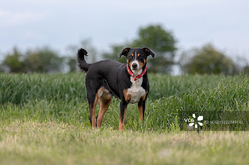 阿彭策尔Sennenhund。这只狗在春天站在公园里图片素材
