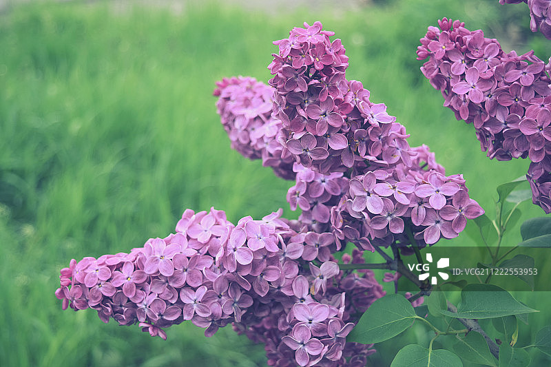 盛开的紫丁香枝春天的大自然图片素材