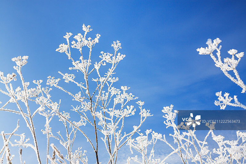 抽象的花在霜在蓝天背景图片素材