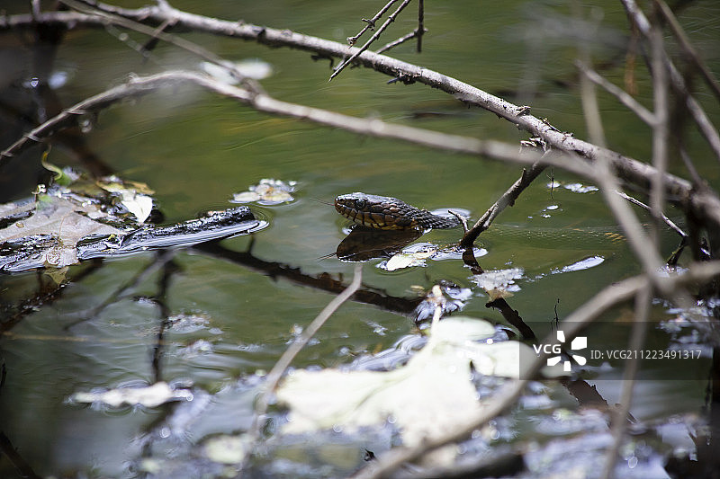 一条宽带状水蛇的头从水里伸出来图片素材