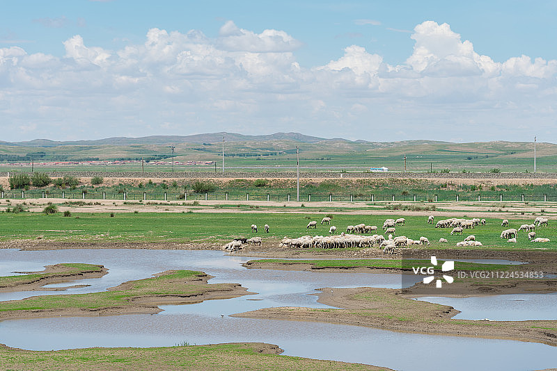 内蒙古草原上的湿地和羊群图片素材