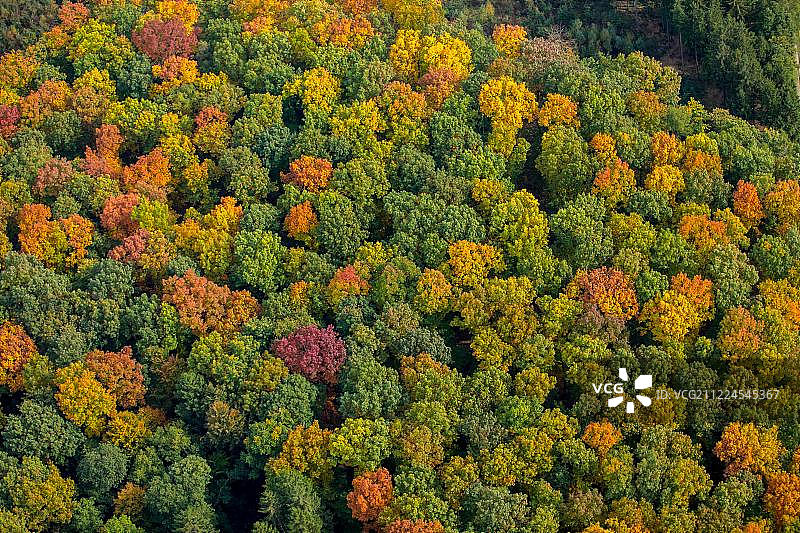 秋天的树叶，明亮的颜色秋天森林，阿斯伯格森林，梅舍德，Sauerland，北莱茵威斯特伐利亚，德国，欧洲图片素材
