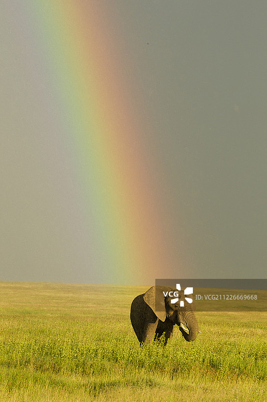 有彩虹的非洲象图片素材