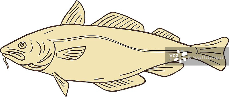大西洋鳕鱼图图片素材