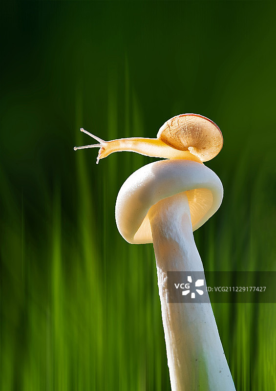 蜗牛与蘑菇图片素材