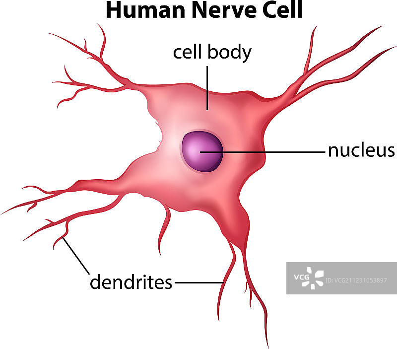 人类神经细胞图片素材