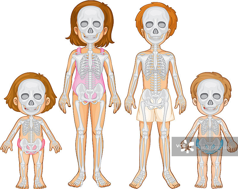 人类骨骼系统图片素材