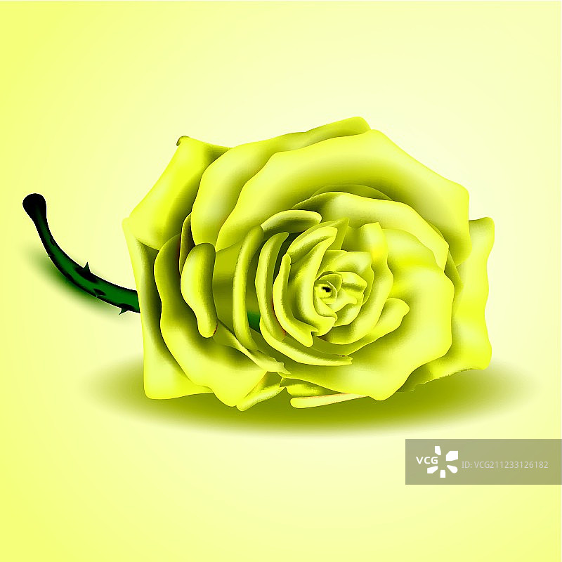 黄玫瑰花一样近图片素材