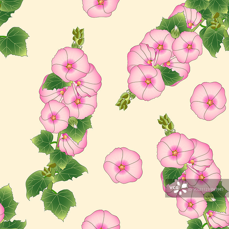 粉红色的蔷薇-淡褐色象牙色的蜀葵图片素材