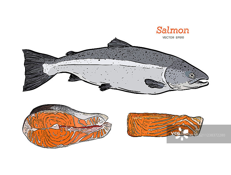 水墨画的鲑鱼手绘图片素材