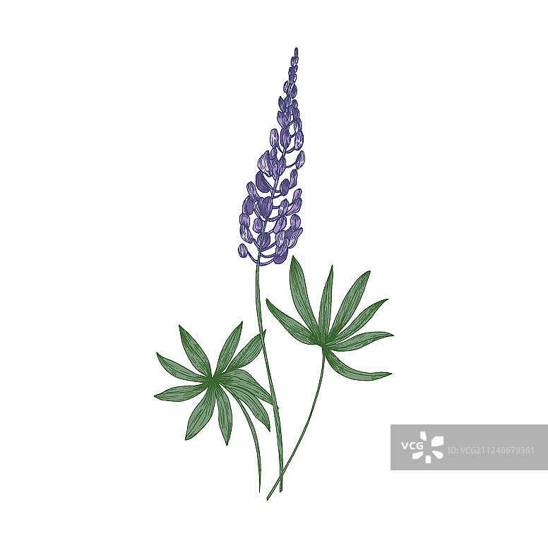 优雅的羽扇豆紫色植物画图片素材
