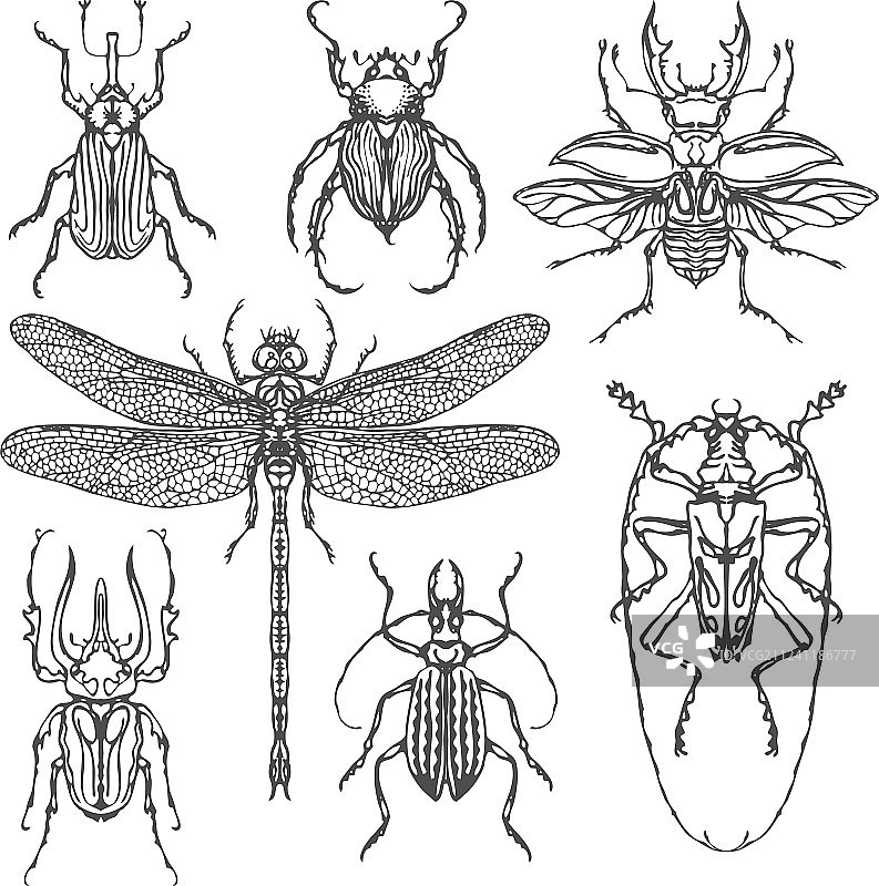一套各种各样的昆虫在手绘风格图片素材