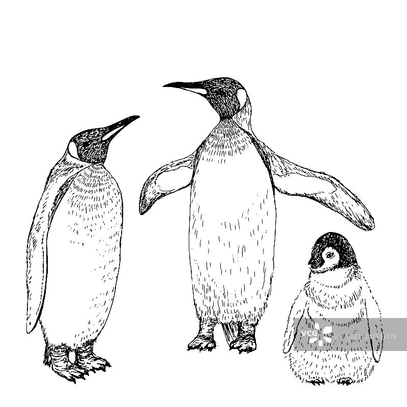 企鹅手绘素描图片素材