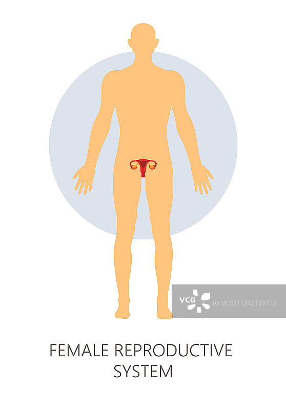 女性生殖系统隔离了人体解剖学图片素材