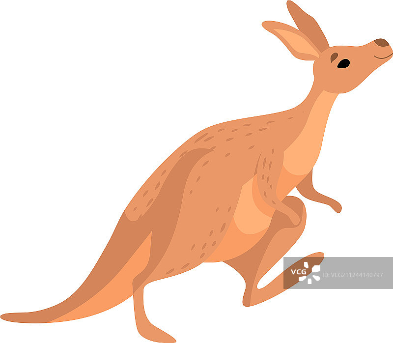 袋鼠可爱的棕色小袋鼠澳大利亚动物图片素材