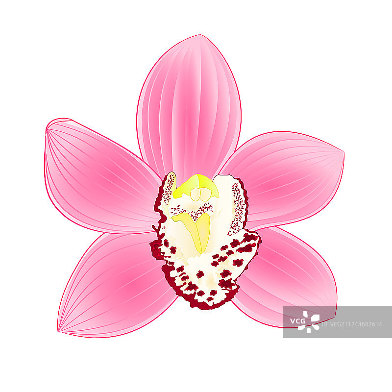 热带兰花兰花粉红花朵逼真图片素材