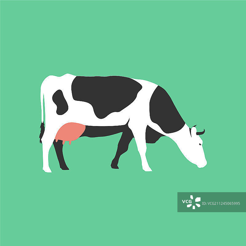 孤立扁牛农场动物卡通人物图片素材