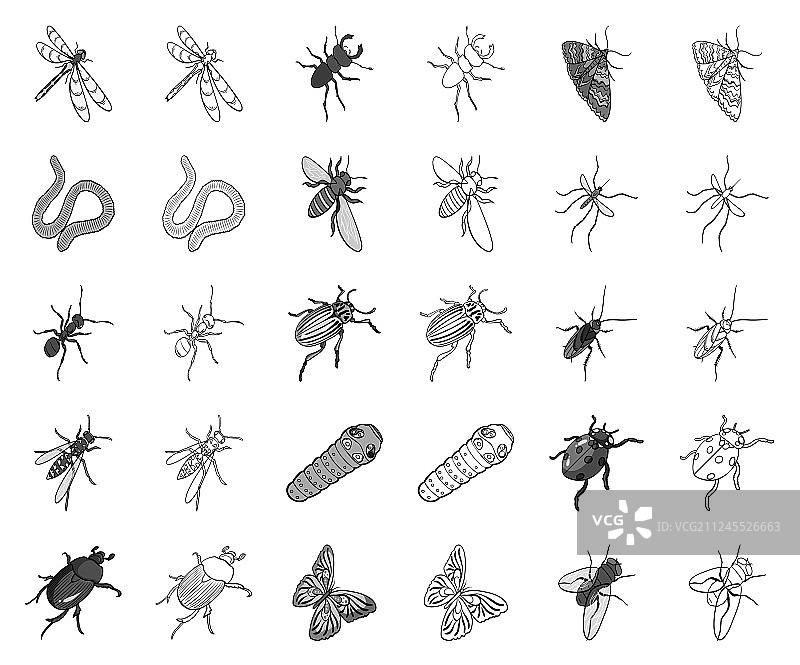 不同种类的昆虫都是单色的图片素材