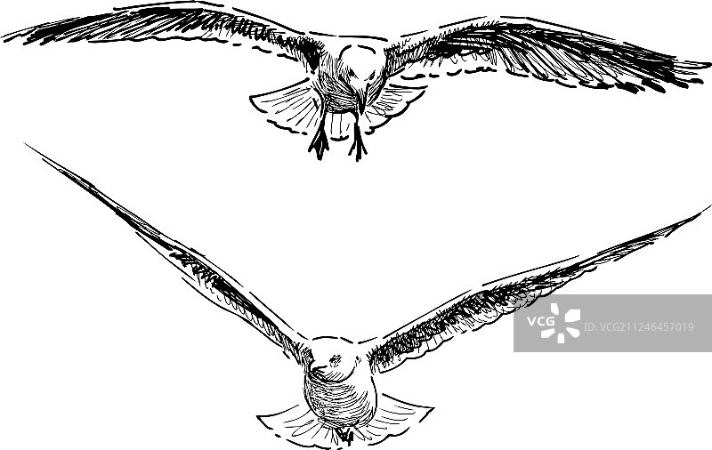 画两只飞翔的海鸥图片素材