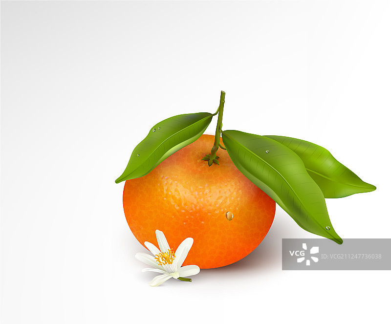 单柑橘类水果或柑橘图片素材