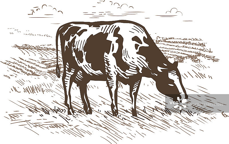 奶牛在草地上吃草图片素材